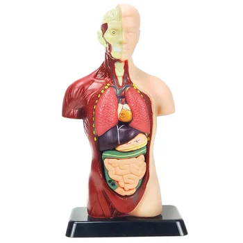 11-Palčni Model Človeškega Telesa za Otroke,Človeškega Trupa Anatomija Model Igrače,8 Kos Izmenljive Anatomija Lutka s Srcem & Organov